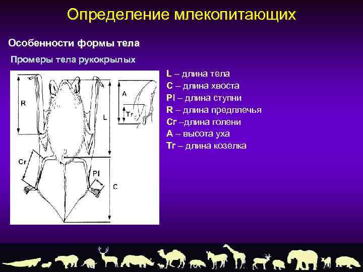 Определение млекопитающих Особенности формы тела Промеры тела рукокрылых L – длина тела C –