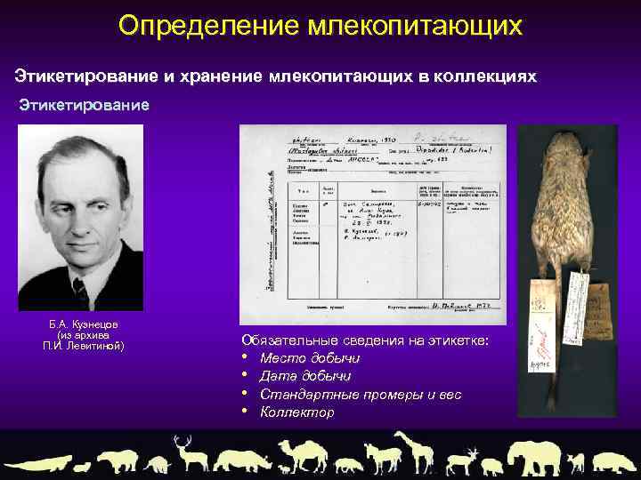 Определение млекопитающих Этикетирование и хранение млекопитающих в коллекциях Этикетирование Б. А. Кузнецов (из архива