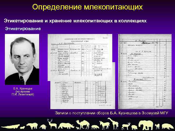 Определение млекопитающих Этикетирование и хранение млекопитающих в коллекциях Этикетирование Б. А. Кузнецов (из архива