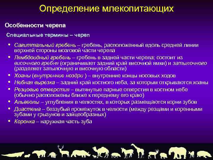 Определение млекопитающих Особенности черепа Специальные термины – череп • • Сагиттальный гребень – гребень,