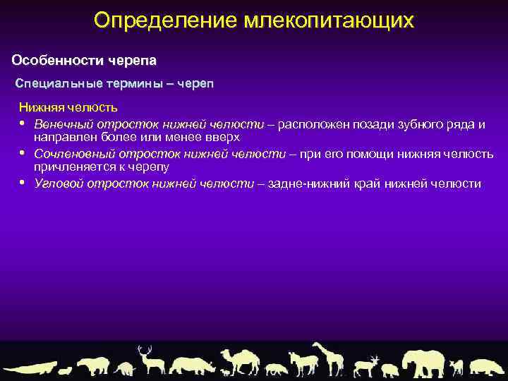 Определение млекопитающих Особенности черепа Специальные термины – череп Нижняя челюсть • Венечный отросток нижней
