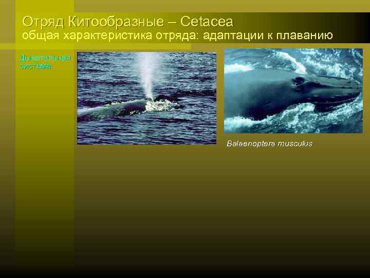 Отряд Китообразные – Cetacea общая характеристика отряда: адаптации к плаванию Дыхательная система Balaenoptera musculus