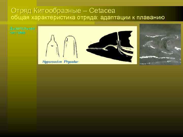 Отряд Китообразные – Cetacea общая характеристика отряда: адаптации к плаванию Дыхательная система Hyperoodon Physeter