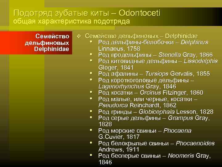 Подотряд зубатые киты – Odontoceti общая характеристика подотряда Семейство дельфиновых Delphinidae v Семейство дельфиновых
