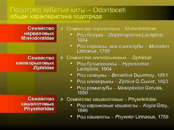 Подотряд зубатые киты – Odontoceti общая характеристика подотряда Семейство нарваловых Monodontidae Семейство клюворыловых Ziphiidae