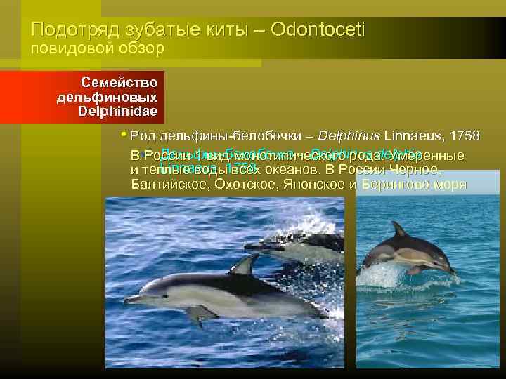 Подотряд зубатые киты – Odontoceti повидовой обзор Семейство дельфиновых Delphinidae • Род дельфины-белобочки –
