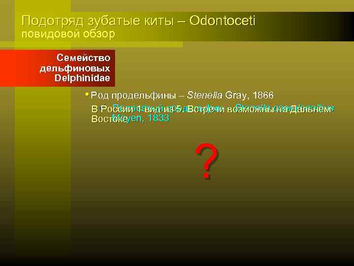 Подотряд зубатые киты – Odontoceti повидовой обзор Семейство дельфиновых Delphinidae • Род продельфины –