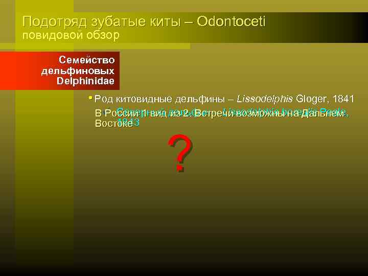 Подотряд зубатые киты – Odontoceti повидовой обзор Семейство дельфиновых Delphinidae • Род китовидные дельфины