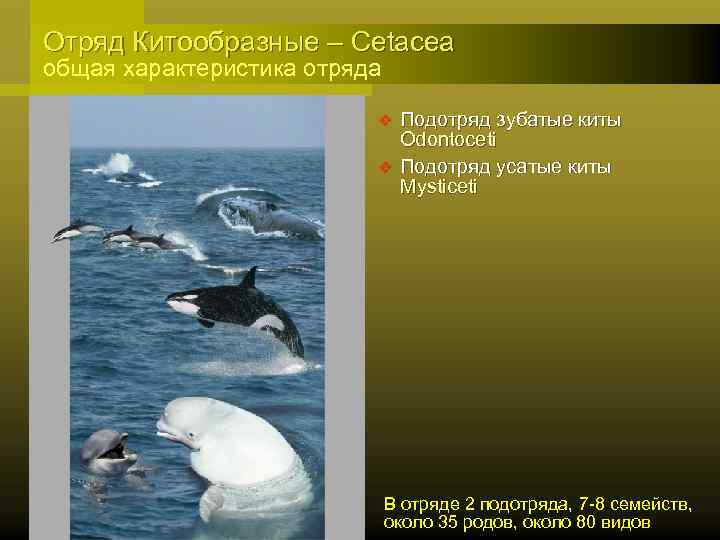 Отряд Китообразные – Cetacea общая характеристика отряда v v Подотряд зубатые киты Odontoceti Подотряд