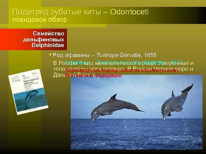 Подотряд зубатые киты – Odontoceti повидовой обзор Семейство дельфиновых Delphinidae • Род афалины –