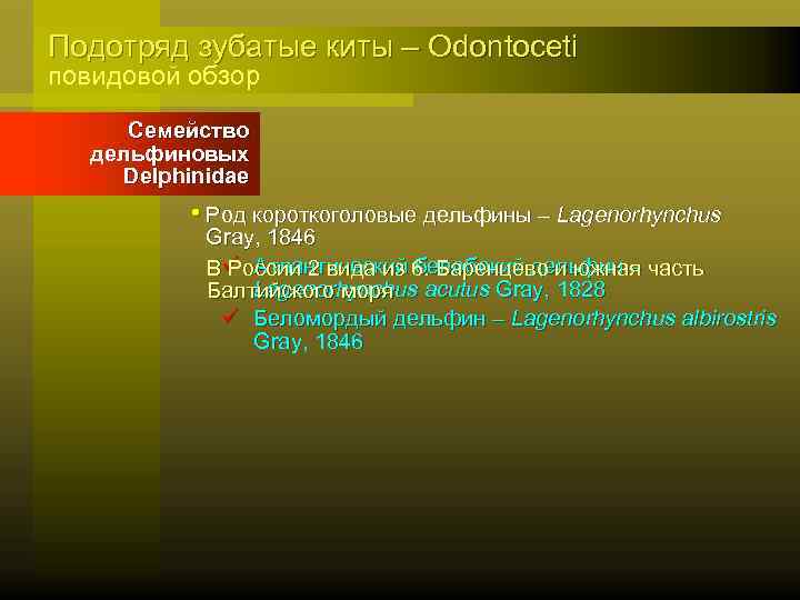 Подотряд зубатые киты – Odontoceti повидовой обзор Семейство дельфиновых Delphinidae • Род короткоголовые дельфины