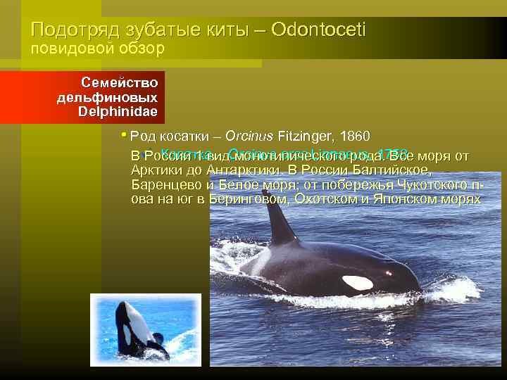 Подотряд зубатые киты – Odontoceti повидовой обзор Семейство дельфиновых Delphinidae • Род косатки –