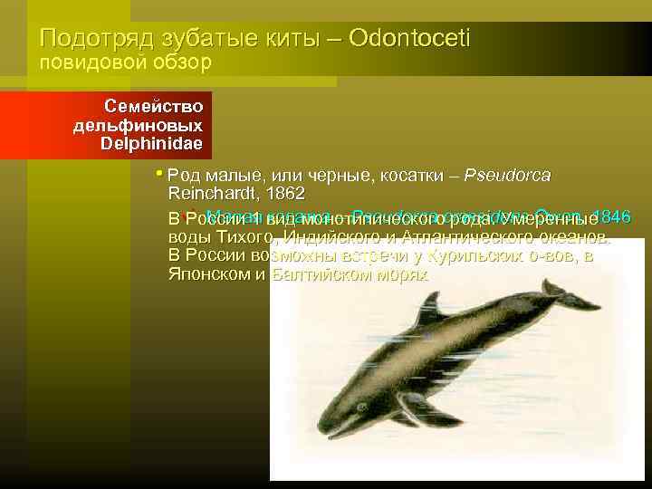 Подотряд зубатые киты – Odontoceti повидовой обзор Семейство дельфиновых Delphinidae • Род малые, или