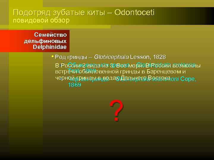 Подотряд зубатые киты – Odontoceti повидовой обзор Семейство дельфиновых Delphinidae • Род гринды –