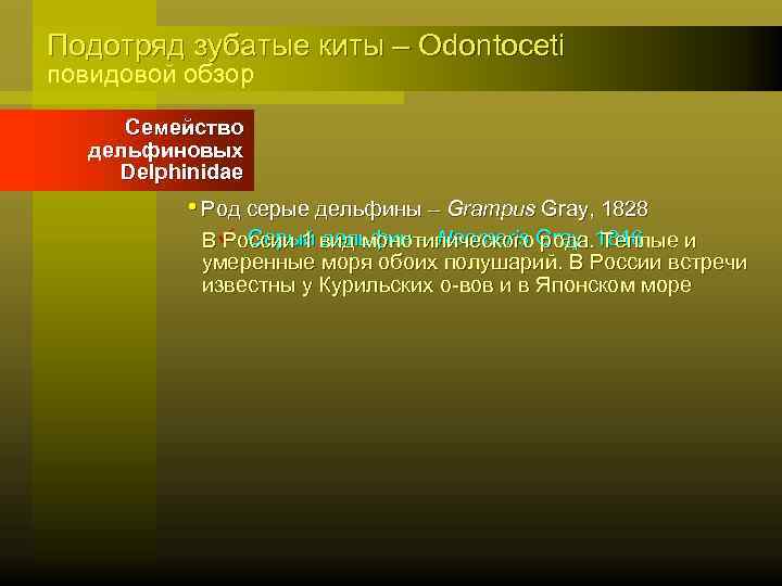 Подотряд зубатые киты – Odontoceti повидовой обзор Семейство дельфиновых Delphinidae • Род серые дельфины