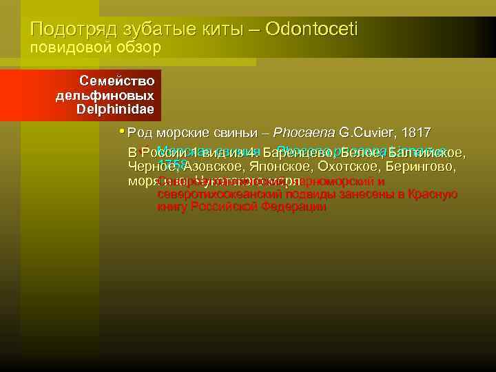 Подотряд зубатые киты – Odontoceti повидовой обзор Семейство дельфиновых Delphinidae • Род морские свиньи
