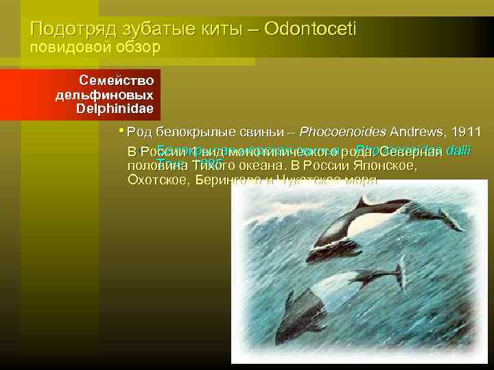 Подотряд зубатые киты – Odontoceti повидовой обзор Семейство дельфиновых Delphinidae • Род белокрылые свиньи
