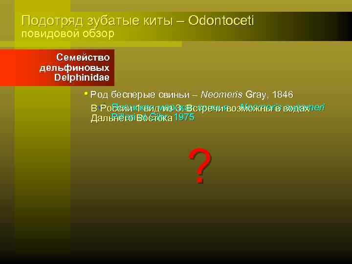Подотряд зубатые киты – Odontoceti повидовой обзор Семейство дельфиновых Delphinidae • Род бесперые свиньи