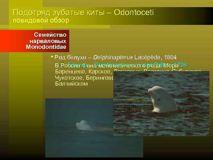 Подотряд зубатые киты – Odontoceti повидовой обзор Семейство нарваловых Monodontidae • Род белухи –