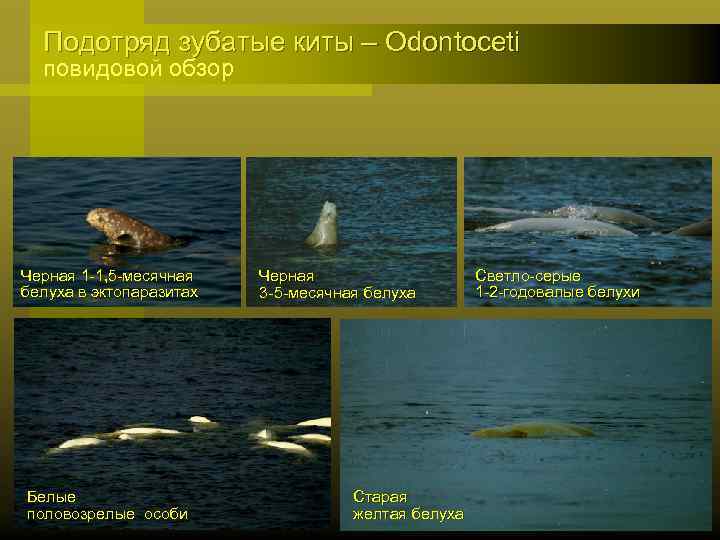 Подотряд зубатые киты – Odontoceti повидовой обзор Черная 1 -1, 5 -месячная белуха в