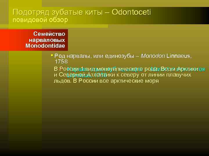 Подотряд зубатые киты – Odontoceti повидовой обзор Семейство нарваловых Monodontidae • Род нарвалы, или