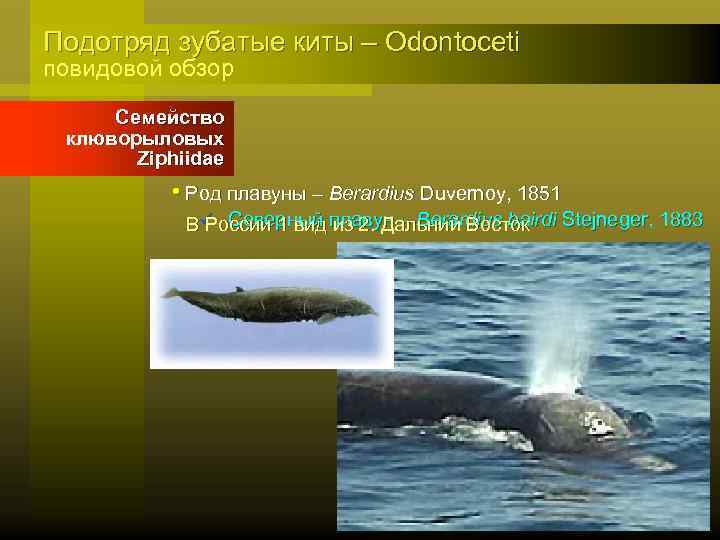Подотряд зубатые киты – Odontoceti повидовой обзор Семейство клюворыловых Ziphiidae • Род плавуны –