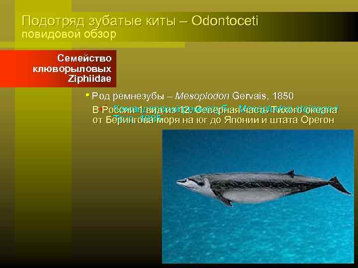 Подотряд зубатые киты – Odontoceti повидовой обзор Семейство клюворыловых Ziphiidae • Род ремнезубы –
