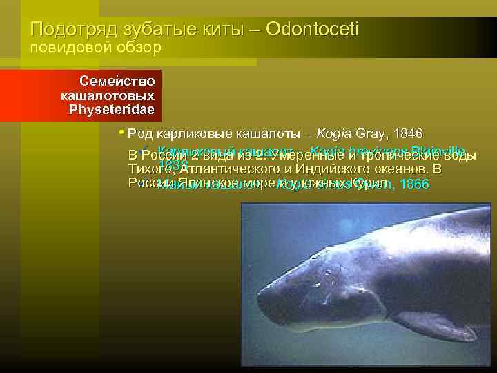 Подотряд зубатые киты – Odontoceti повидовой обзор Семейство кашалотовых Physeteridae • Род карликовые кашалоты