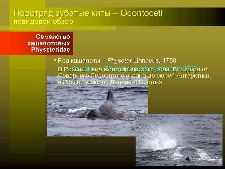 Подотряд зубатые киты – Odontoceti повидовой обзор Семейство кашалотовых Physeteridae • Род кашалоты –