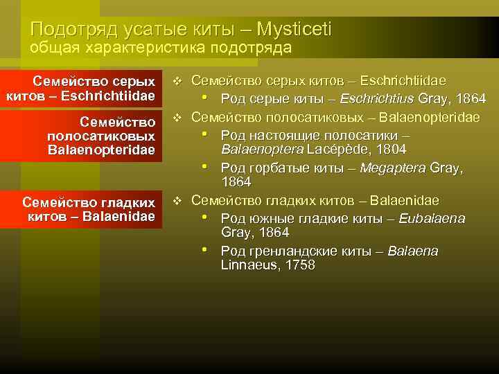 Подотряд усатые киты – Mysticeti общая характеристика подотряда Семейство серых китов – Eschrichtiidae v