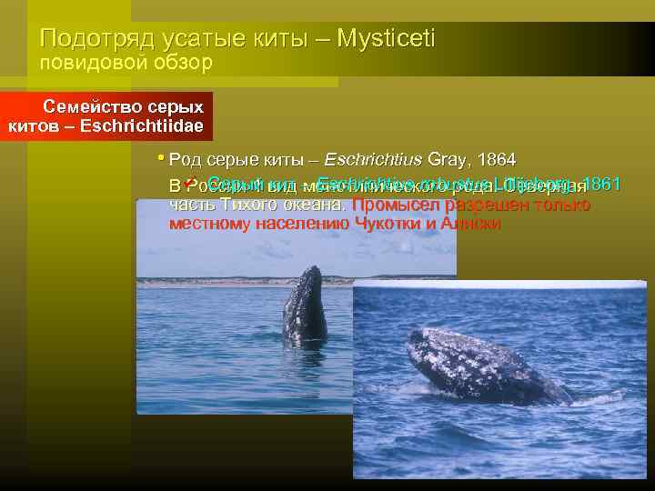 Подотряд усатые киты – Mysticeti повидовой обзор Семейство серых китов – Eschrichtiidae • Род