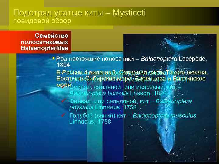 Подотряд усатые киты – Mysticeti повидовой обзор Семейство полосатиковых Balaenopteridae • Род настоящие полосатики