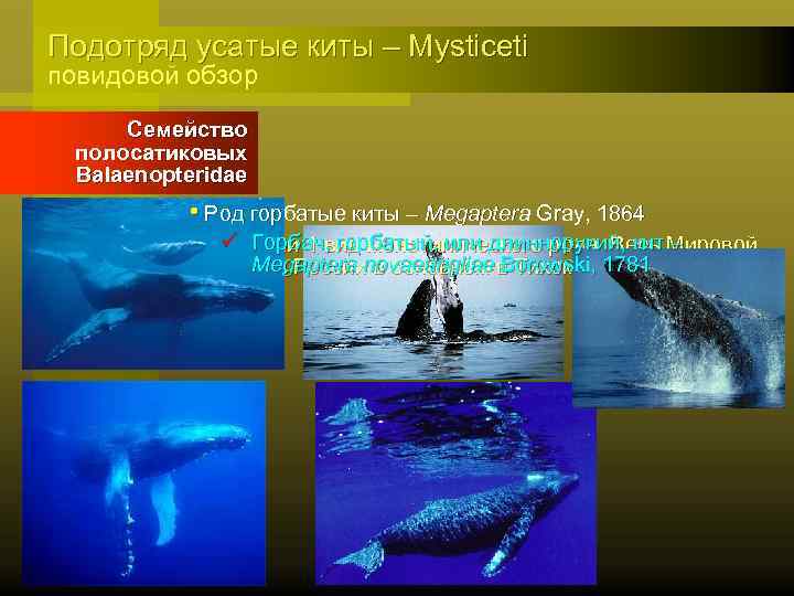 Подотряд усатые киты – Mysticeti повидовой обзор Семейство полосатиковых Balaenopteridae • Род горбатые киты
