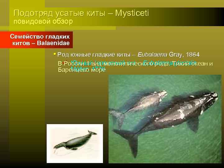 Подотряд усатые киты – Mysticeti повидовой обзор Семейство гладких китов – Balaenidae • Род