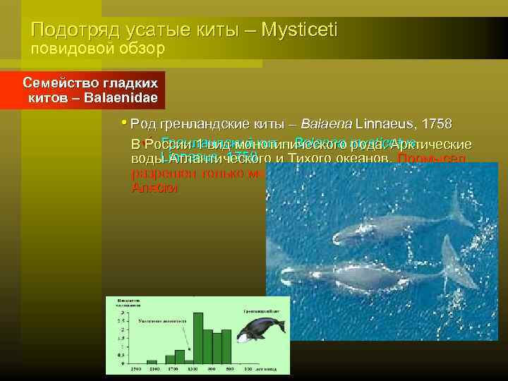 Подотряд усатые киты – Mysticeti повидовой обзор Семейство гладких китов – Balaenidae • Род