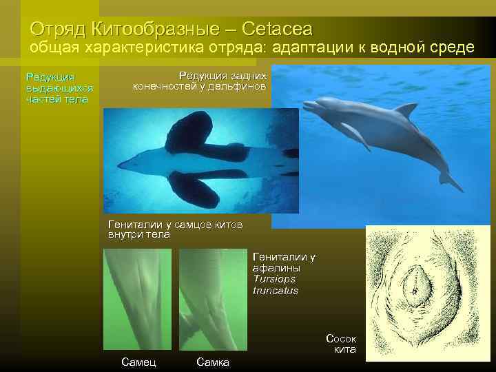 Адаптации водная среда жизни. Отряд китообразные Дельфин. Характеристика отряда китообразные. Отряд китообразные (Cetacea). Адаптации к водной среде.