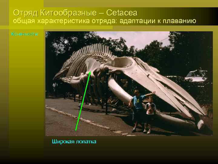Отряд Китообразные – Cetacea общая характеристика отряда: адаптации к плаванию Конечности Широкая лопатка 