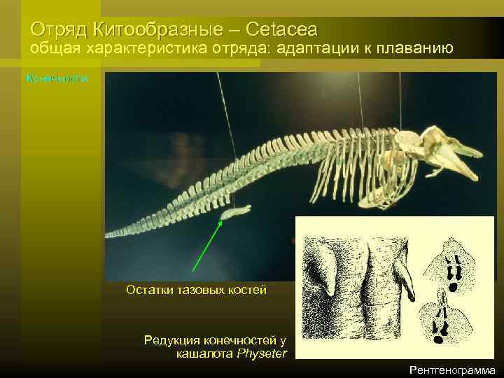 Отряд Китообразные – Cetacea общая характеристика отряда: адаптации к плаванию Конечности Остатки тазовых костей