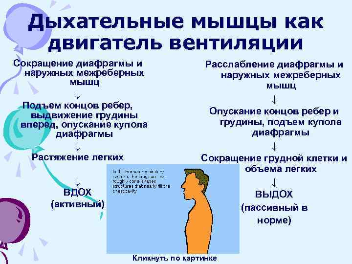 Дыхательные мышцы как двигатель вентиляции Сокращение диафрагмы и наружных межреберных мышц ↓ Подъем концов