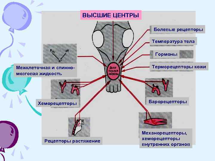 ВЫСШИЕ ЦЕНТРЫ Болевые рецепторы Температура тела Гормоны Межклеточная и спинномозговая жидкость Хеморецепторы Рецепторы растяжение