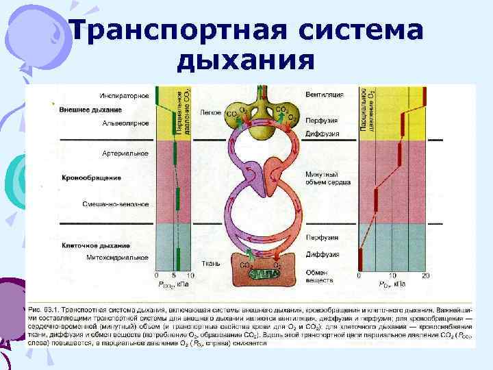 Транспортная система дыхания 