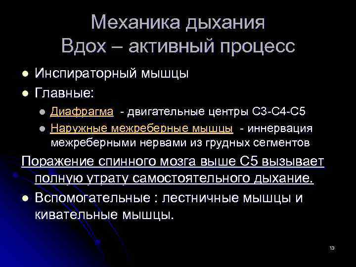 Механика дыхания Вдох – активный процесс l l Инспираторный мышцы Главные: l l Диафрагма