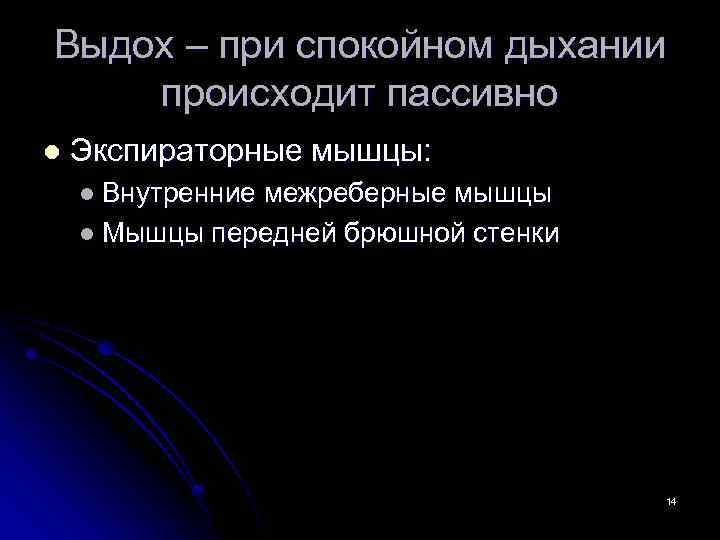 Выдох – при спокойном дыхании происходит пассивно l Экспираторные мышцы: l Внутренние межреберные мышцы
