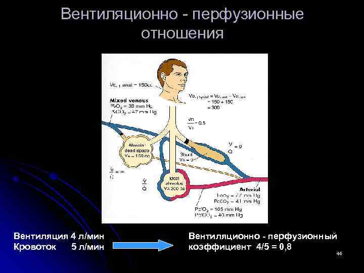 Вентиляционно - перфузионные отношения Вентиляция 4 л/мин Кровоток 5 л/мин Вентиляционно - перфузионный коэффициент