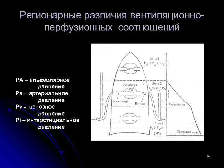 Регионарные различия вентиляционноперфузионных соотношений РА – альвеолярное давление Ра - артериальное давление Рv -