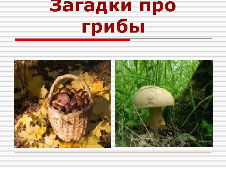 Загадки про грибы 