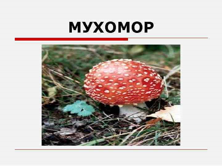 МУХОМОР 