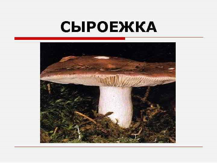 СЫРОЕЖКА 