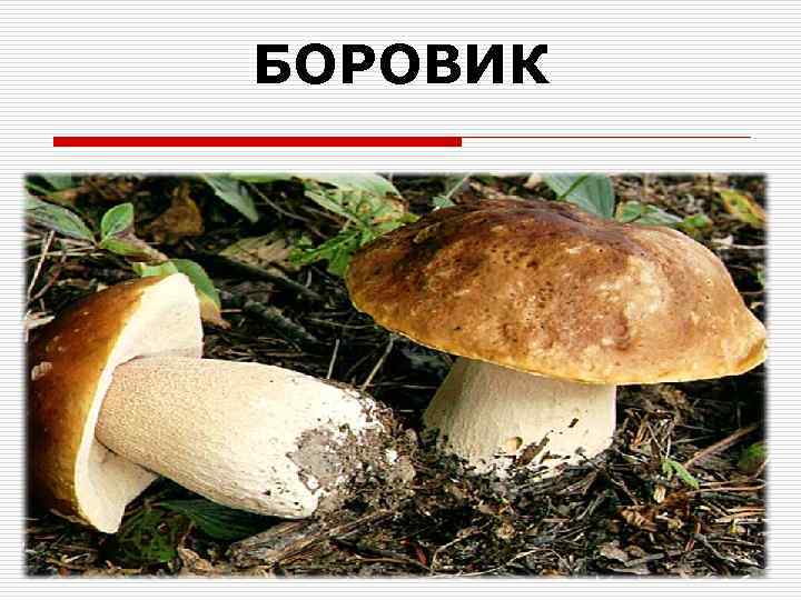 БОРОВИК 