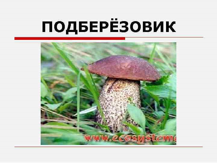 ПОДБЕРЁЗОВИК 